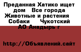 Преданная Хатико ищет дом - Все города Животные и растения » Собаки   . Чукотский АО,Анадырь г.